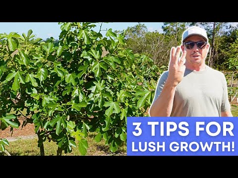 Видео: Ускорьте рост инжира: обрезка, удобрение, полив