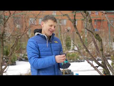 Видео: Чи можна виправити невдалий саджанець? Правильне формування центрального провідника.