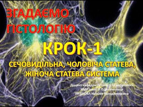 Видео: Гістологія до Крок-1 = Сечостатева система