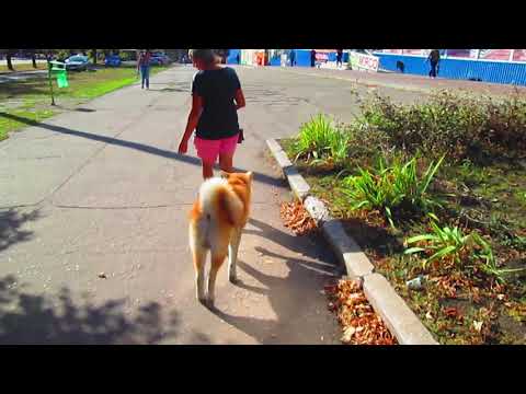 Видео: Дрессировка Акиты-ину. Собака в городе