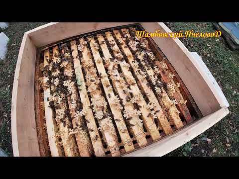 Видео: 12 октября - Поздняя осень, последняя обработка от клеща варроа. 