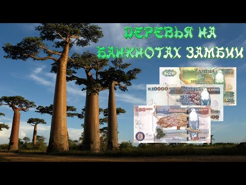Видео: Деревья на банкнотах Замбии. Банкноты Замбии 1992-2012 годов выпуска. Коллекция банкнот.