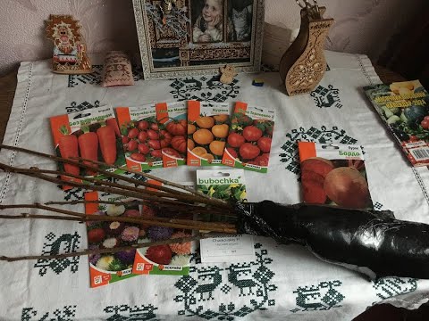 Видео: Насіння багато не буває  Та  що купила ще в ІМ»Насіння Буковини»