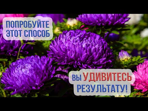 Видео: Как посадить астры под зиму? Подзимний посев астр. Как бороться с фузариозом астры?