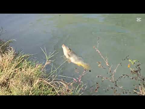 Видео: 14 октябрь балик овда🫡☺️☺️☺️