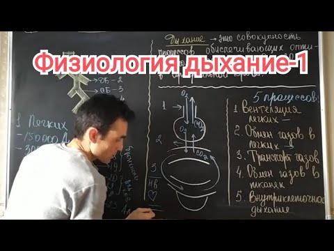 Видео: Физиология дыхание. Общая характеристика. Physiology of respiration. general characteristics