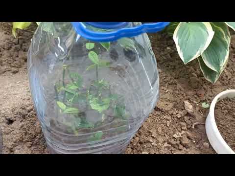 Видео: АТИРГУЛНИ ЧЕРЕНКА КИЛАМИЗ💯💯💯💯