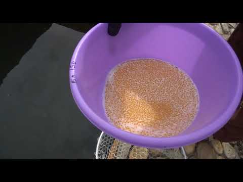 Видео: Инкубация икры форели продолжается