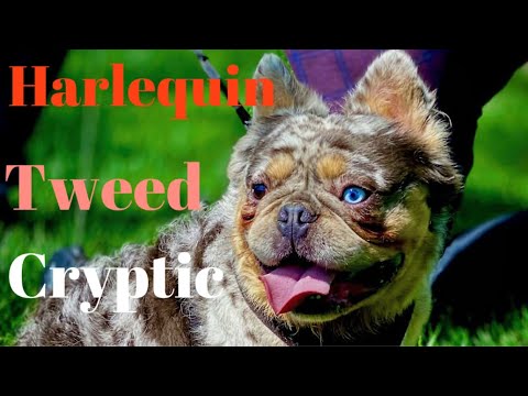 Видео: Ген Мерля