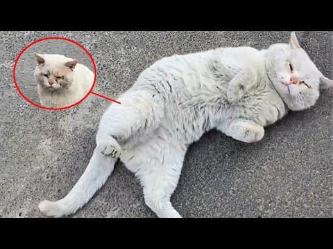 Видео: «Если ты ляжешь, я спасу тебя» — больной бродячий кот сделал, как ему было сказано