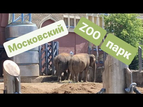 Видео: Московский зоопарк с ребёнком, 03.06.2024