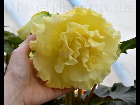 Видео: Клубневые бегонии 4 марта 2017. Экскурсия по теплице. Динамика.