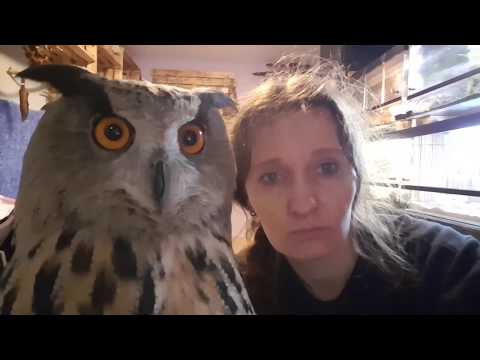 Видео: Ты хочешь от совы мимими, а она тебе УГУ!