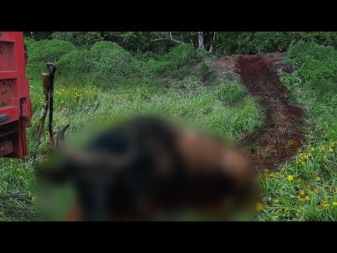Видео: Добыл быка на металокопе