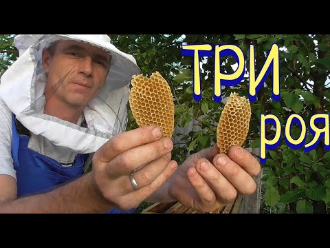 Видео: Ловлю Рои чтоб вам показать. Поймал три роя за один день.