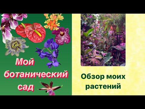 Видео: Обзор моего ботанического сада 🌴🪴☘️🌵. Много новых растений.