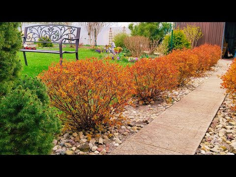 Видео: Творю Сад и не Только🌲Жизнь в Загородном Доме🏠 Рецепт Вырезка с Грибами #garden#сад  #дом #рецепт