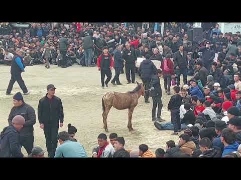 Видео: Кураш Чорбог 09.03.2024 (5-Кисм)