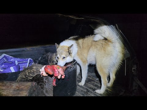 Видео: По приезду с охоты 