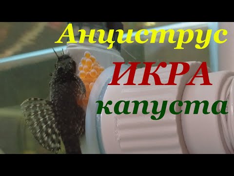 Видео: Анциструс размножение в общем аквариуме Анциструс обыкновенный