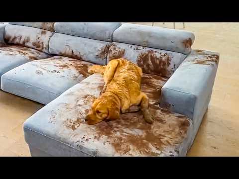 Видео: ТАЙНАЯ ЖИЗНЬ ДОМАШНИХ ЖИВОТНЫХ, СНЯТАЯ НА КАМЕРУ