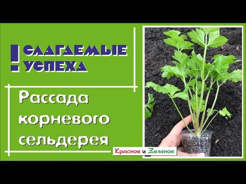 Видео: Как вырастить хорошую рассаду сельдерея
