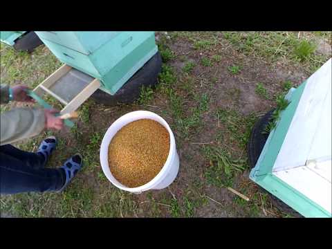 Видео: Сбор пыльцы донными пыльцесборниками.  Май 2017.