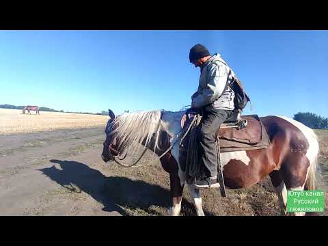 Видео: Жеребец Суффикс вернулся.| Зорька не выдержала.