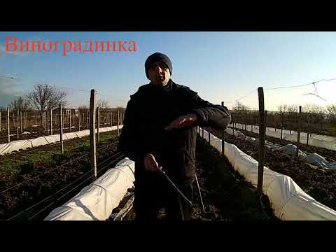 Видео: Куриный помет на винограднике