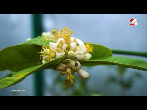 Видео: Тропический сад семьи Земляных | Большая страна