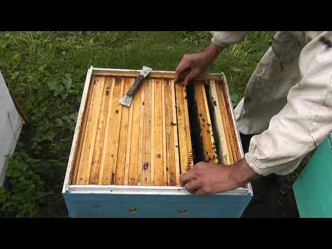 Видео: Метод Цебро работа №11формирование второго отводка