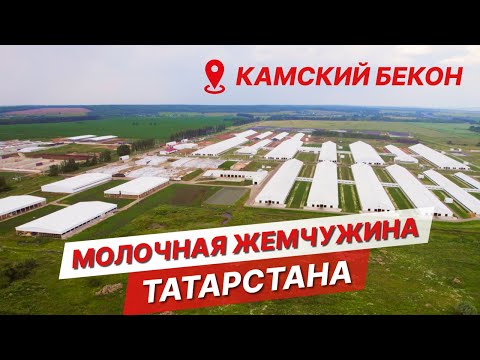 Видео: Как работает Камский бекон? | Мегаферма на 15 000 голов в Татарстане | Содержание коров