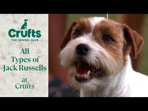 Видео: Лучшие Джек-Расселы на выставке Crufts
