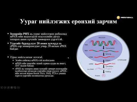 Видео: Биологи №32 Уургийн бүтцийн генетик хяналт ба үйл ажиллагаа - II