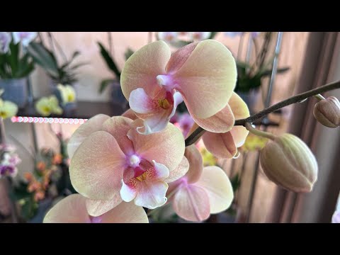 Видео: Трипсы на Орхидеях ( спасаю коллекцию )