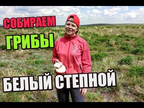 Видео: За белым степным грибом. Где собирать? Недалеко от Алматы