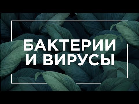 Видео: Бактерии и вирусы | ЕГЭ Биология | Даниил Дарвин