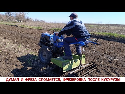 Видео: ДУМАЛ И ФРЕЗА СЛОМАЕТСЯ, ФРЕЗЕРОВКА ОГОРОДА ПОСЛЕ КУКУРУЗЫ / MILLING AFTER CORN WITH A MINITRACTOR