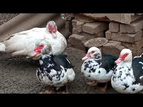 Видео: Новый селезень в хозяйстве. Как заставить его работать? Утки должны занестись, что делать