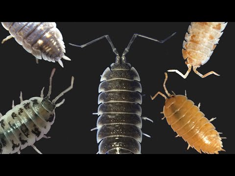 Видео: Обзор макрообъективов Isopod: Часть 2: Porcellio