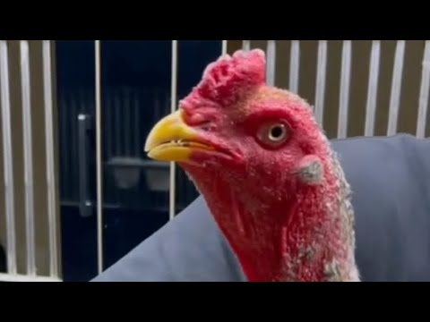Видео: АССАЛОМУ АЛЛЕКУМ ХАММАГА ПАРВОЗЛАР УЧУН ЯНГИЛИК ЙОХСА ЛАЙК БОСИБ КЕТИЛАР 