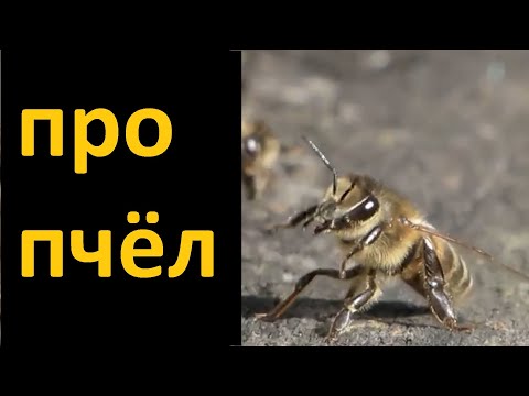 Видео: Про пчёл
