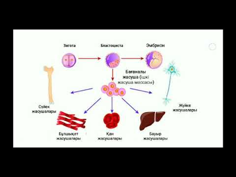 Видео: Бағаналы жасушалардың түрлері: эмбрионалды және соматикалық