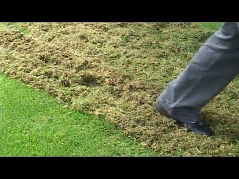 Видео: Вертикутация газона компанией EUROGREEN