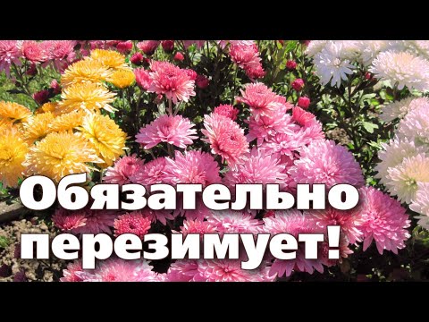 Видео: ЗИМОВКА ХРИЗАНТЕМЫ МУЛЬТИФЛОРА. Несколько вариантов от опытного цветовода