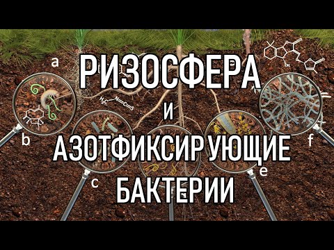 Видео: Как микроорганизмы в почве помогают питанию растений