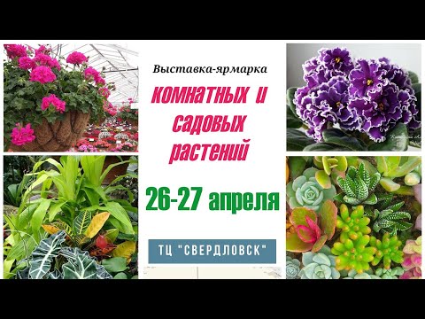 Видео: Выставка комнатных и садовых растений 26-27 апреля 2024. Екатеринбург