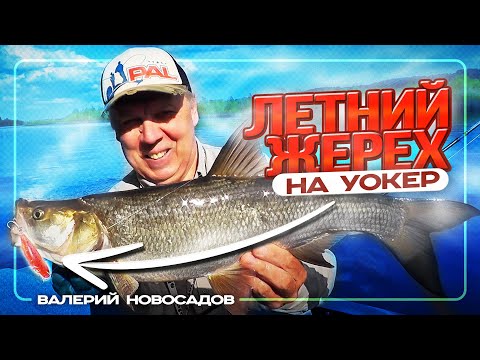 Видео: Жерех на топвотер! Первая рыбалка на Zip Baits Fakie Dog! #НовосадовLIFE