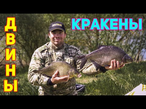 Видео: ЗДОРОВЕННЫЕ ЛЕЩИ ЗАПАДНОЙ ДВИНЫ! ЛОВЛЯ ЛЕЩЕЙ-КРАКЕНОВ НА ФИДЕР ВЕСНОЙ!