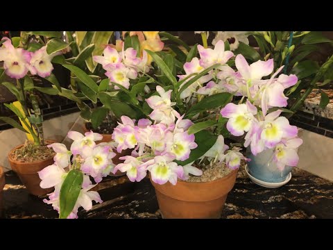 Видео: Гигантский размер цветка у дендробиума !Снова о моих любимцах нобиле. Ответы на вопросы.